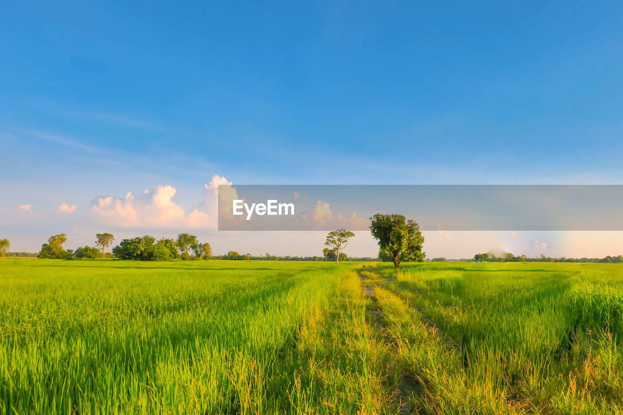 SCENIC VIEW OF AGRICULTURAL FIELD AGAINST SKY DURING SUNSET