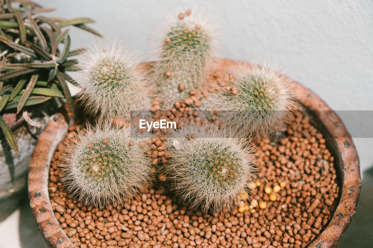 CLOSE-UP OF POTTED CACTUS PLANT