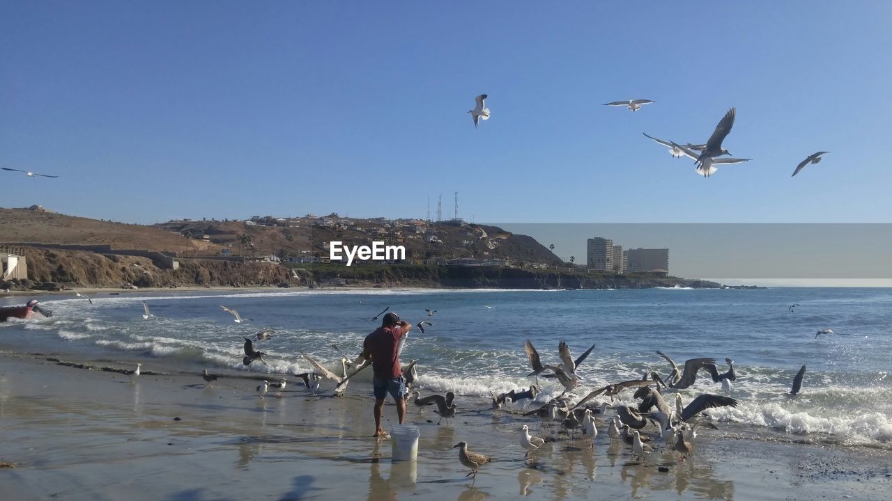 Man feeding birds on shore at beach against clear sky