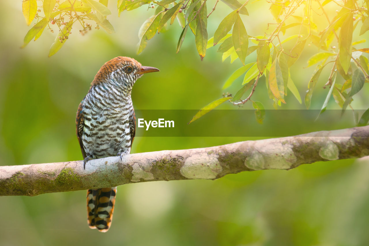 Close-up of bird perching on tree