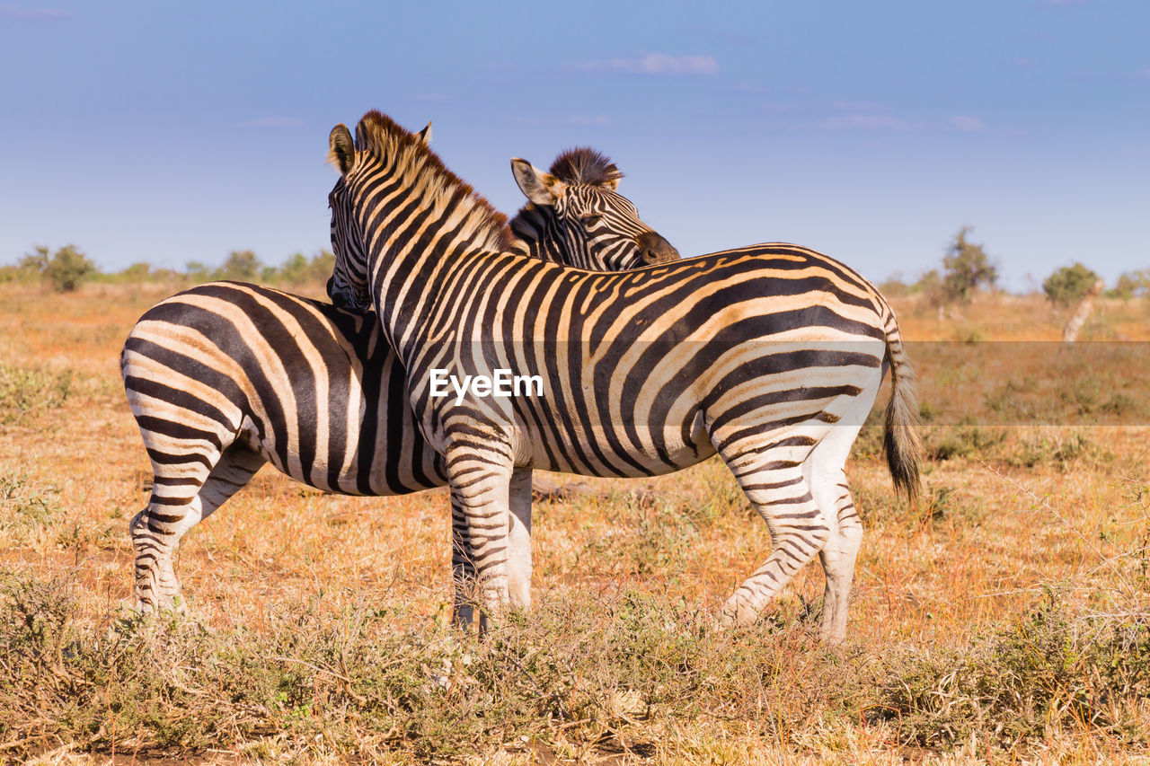 ZEBRA IN THE FIELD