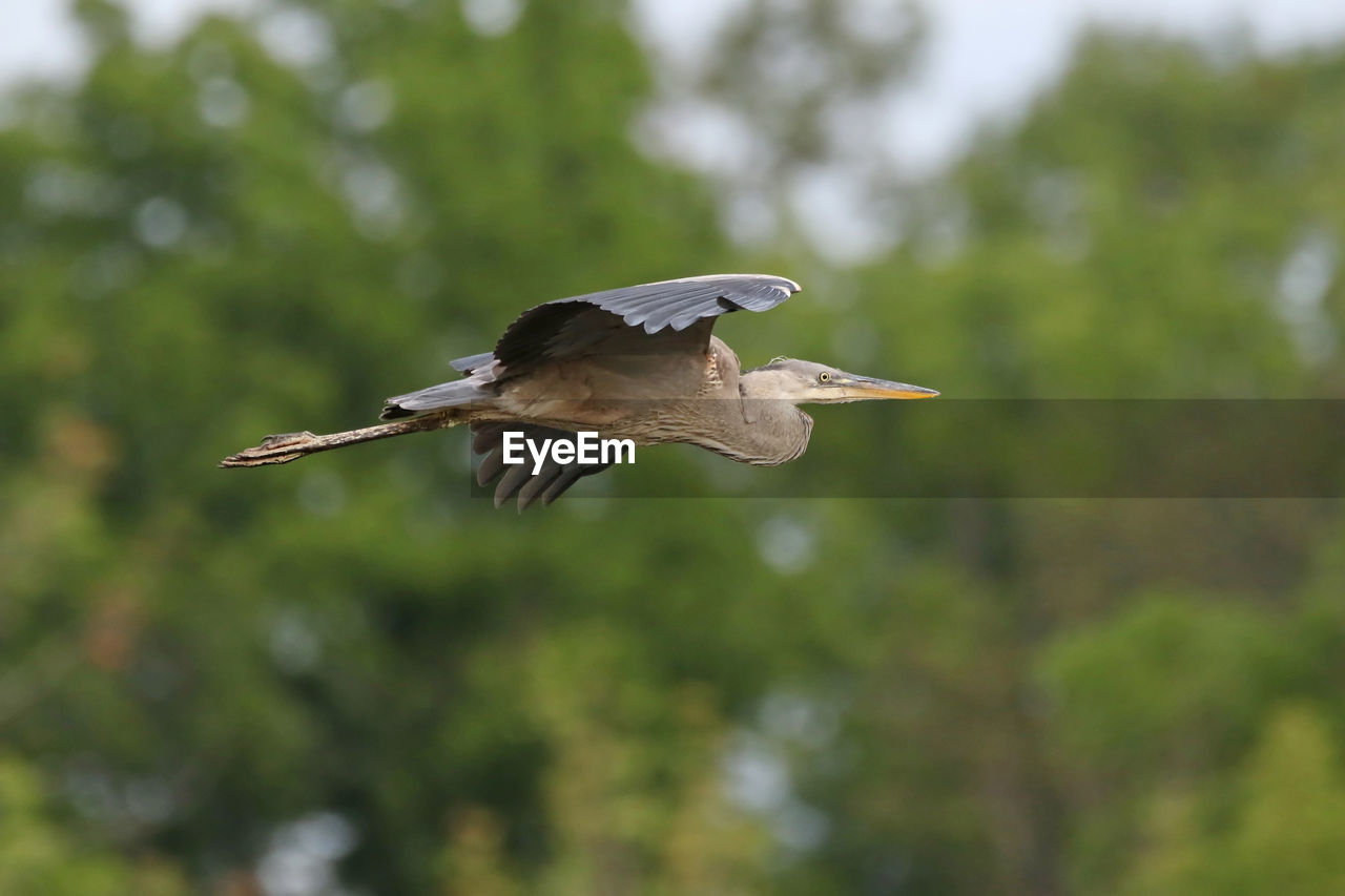 Low angle view of great blue heron flying against trees