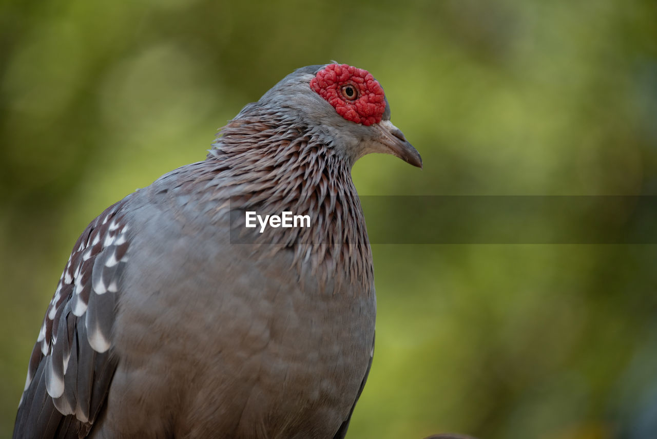 African rock dove