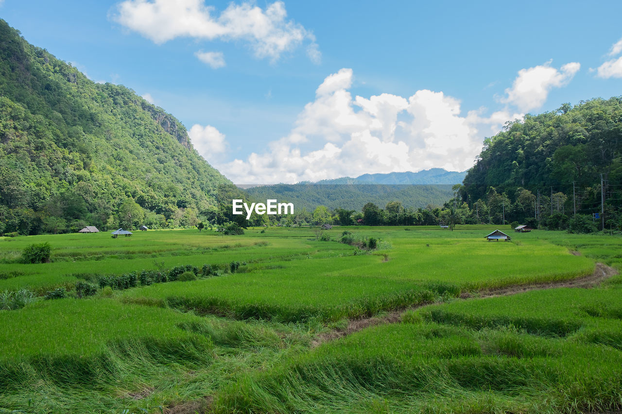 Scenic view of agricultural field against sky