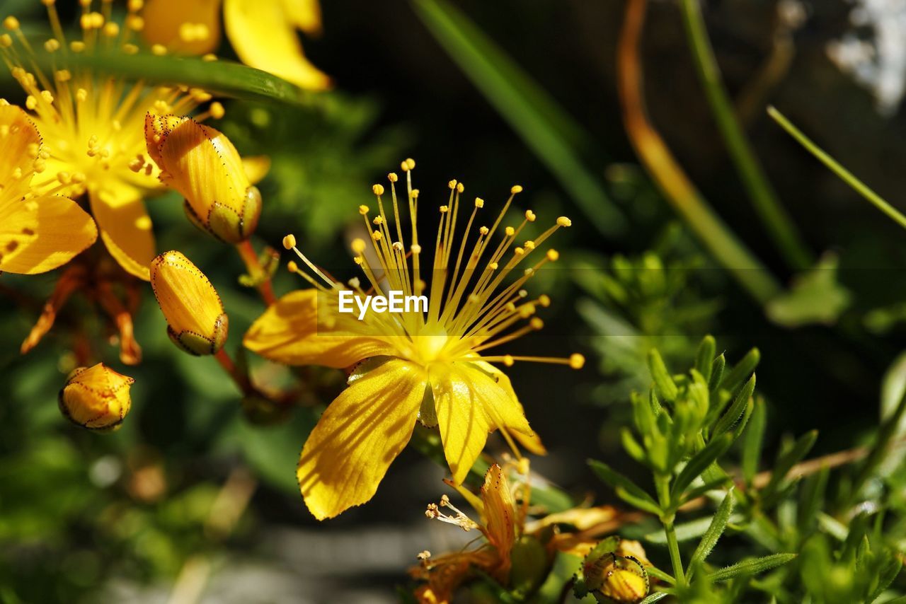 Close-up of yellow flowers