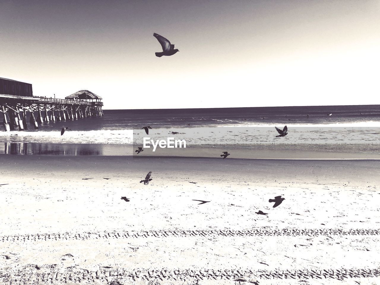 SEAGULLS ON BEACH AGAINST CLEAR SKY