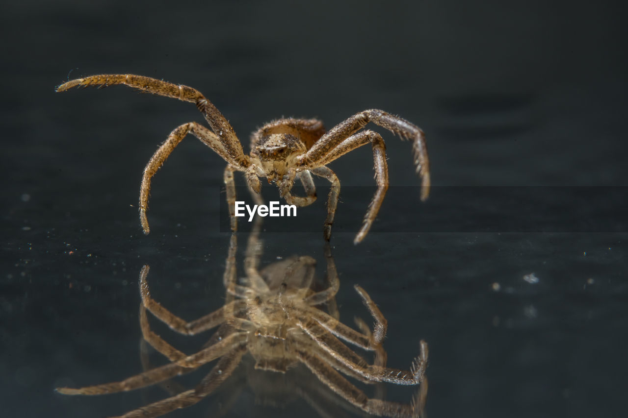 Close-up of spider with reflection on floorboard