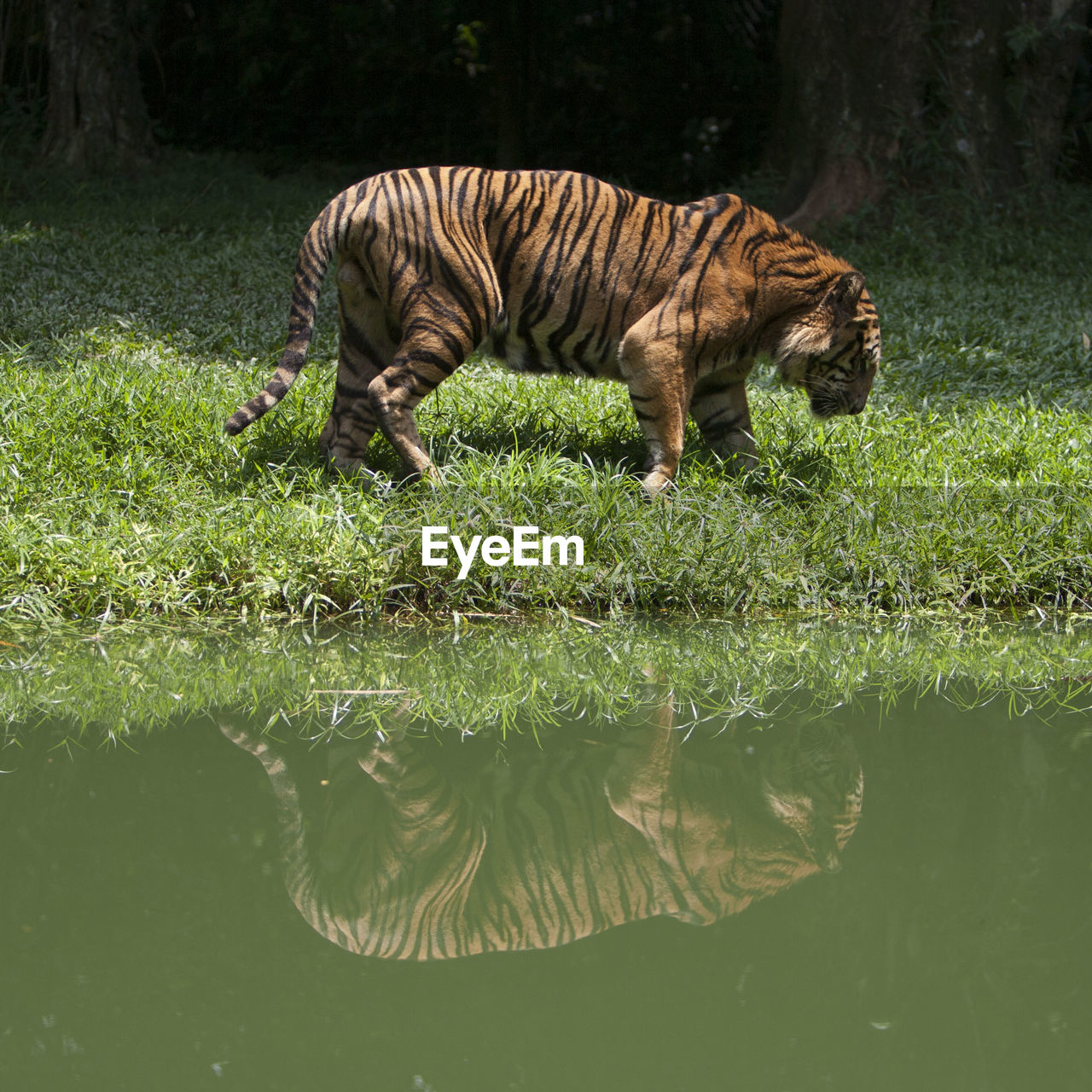 ELEPHANT IN LAKE