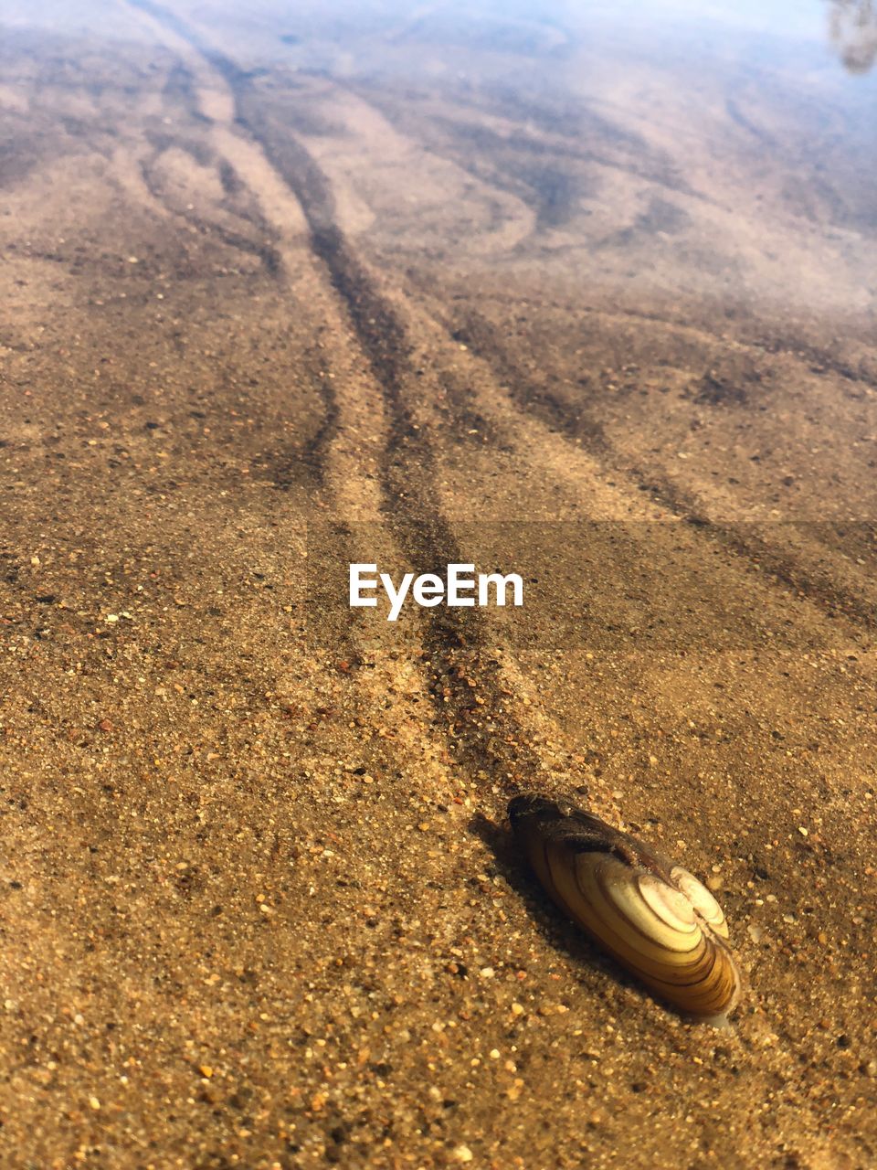 HIGH ANGLE VIEW OF A SHELL ON SAND