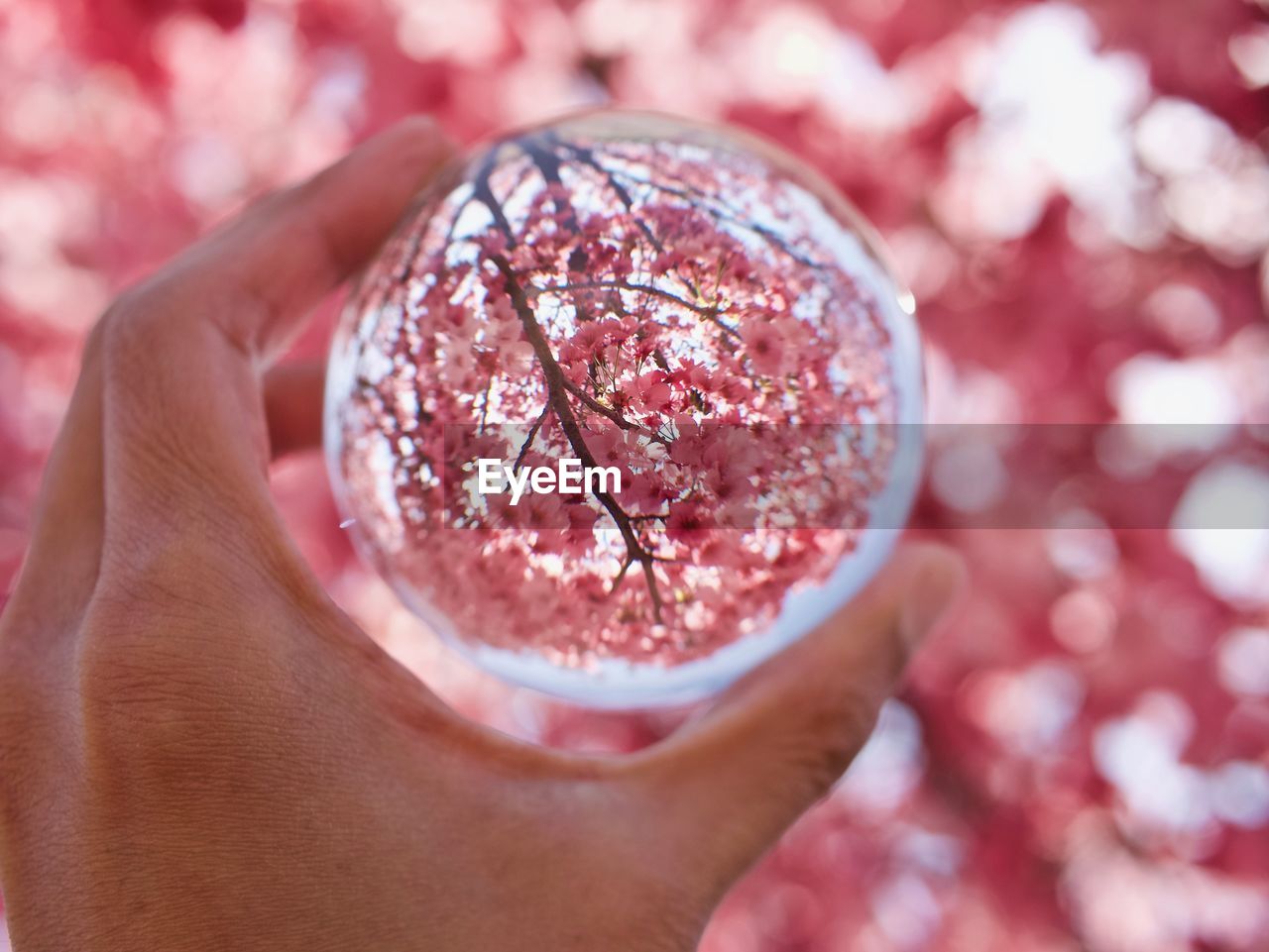 Close-up of hand holding lens ball of cherry blossoms