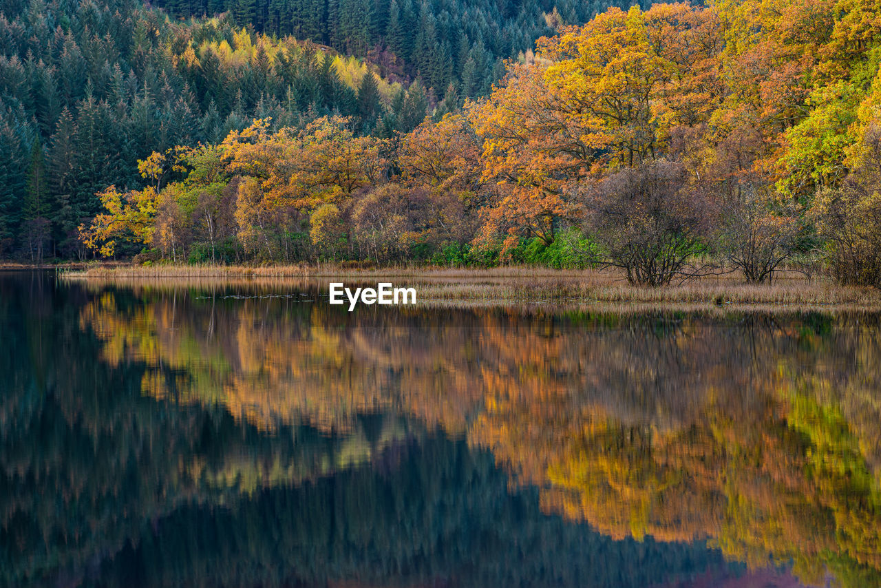 Colorful autumn trees and reflections in loch chon in scottish highlands
