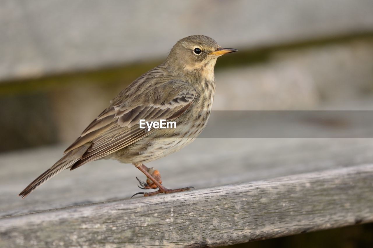 Close-up of bird perching on retaining wall