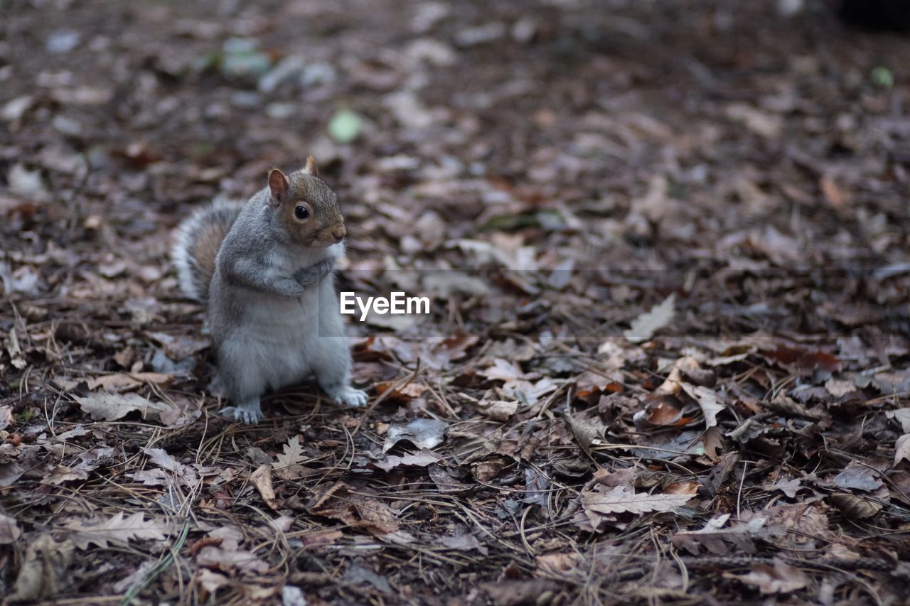 CLOSE-UP OF SQUIRREL ON FIELD