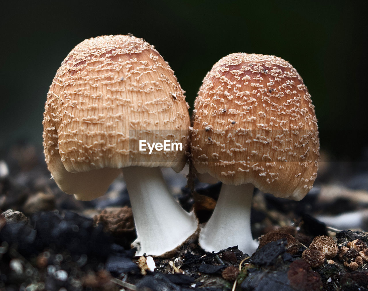 close-up of mushroom growing in forest