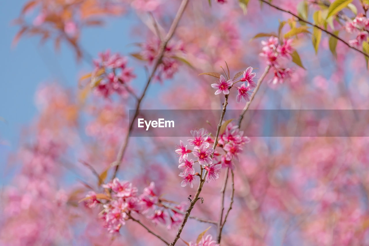 Close-up of pink flowers blooming on tree