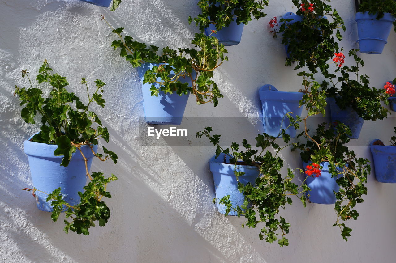 Close-up of pots with flowers on a white wall