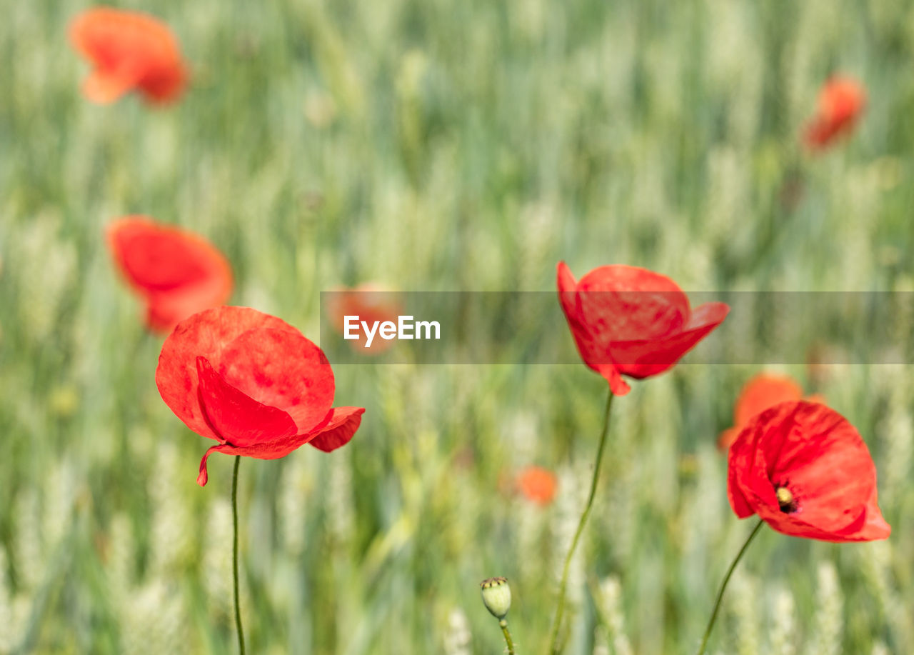 Close-up of red poppy flowers on field