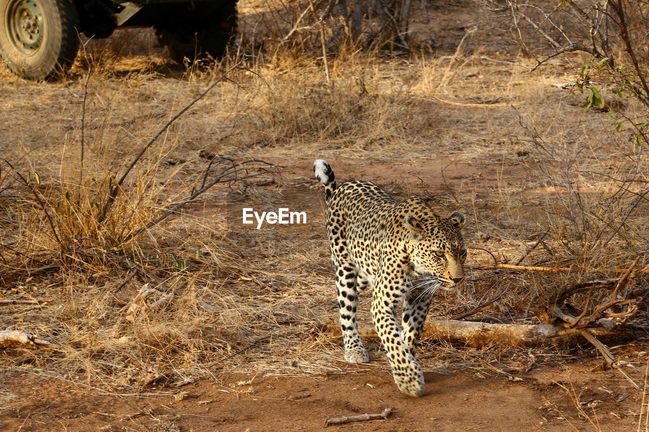 VIEW OF CAT ON LAND