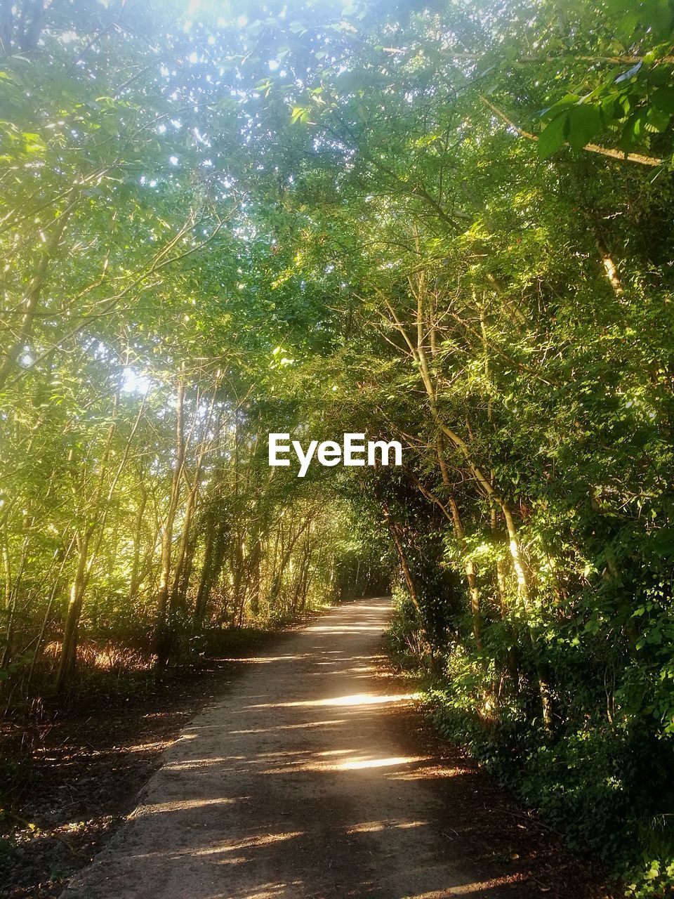 VIEW OF TREES IN FOREST