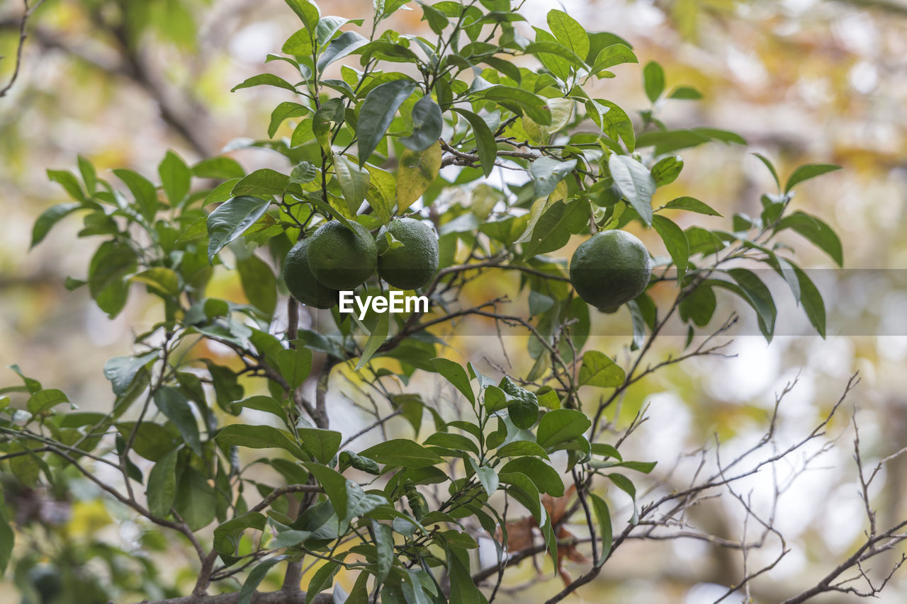 CLOSE-UP OF FRUITS GROWING ON TREE