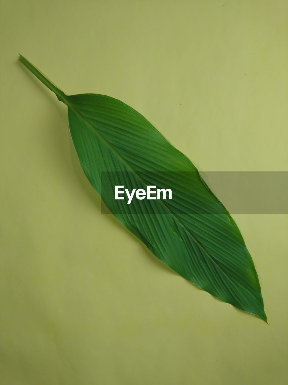 Close-up of green leaves on plant