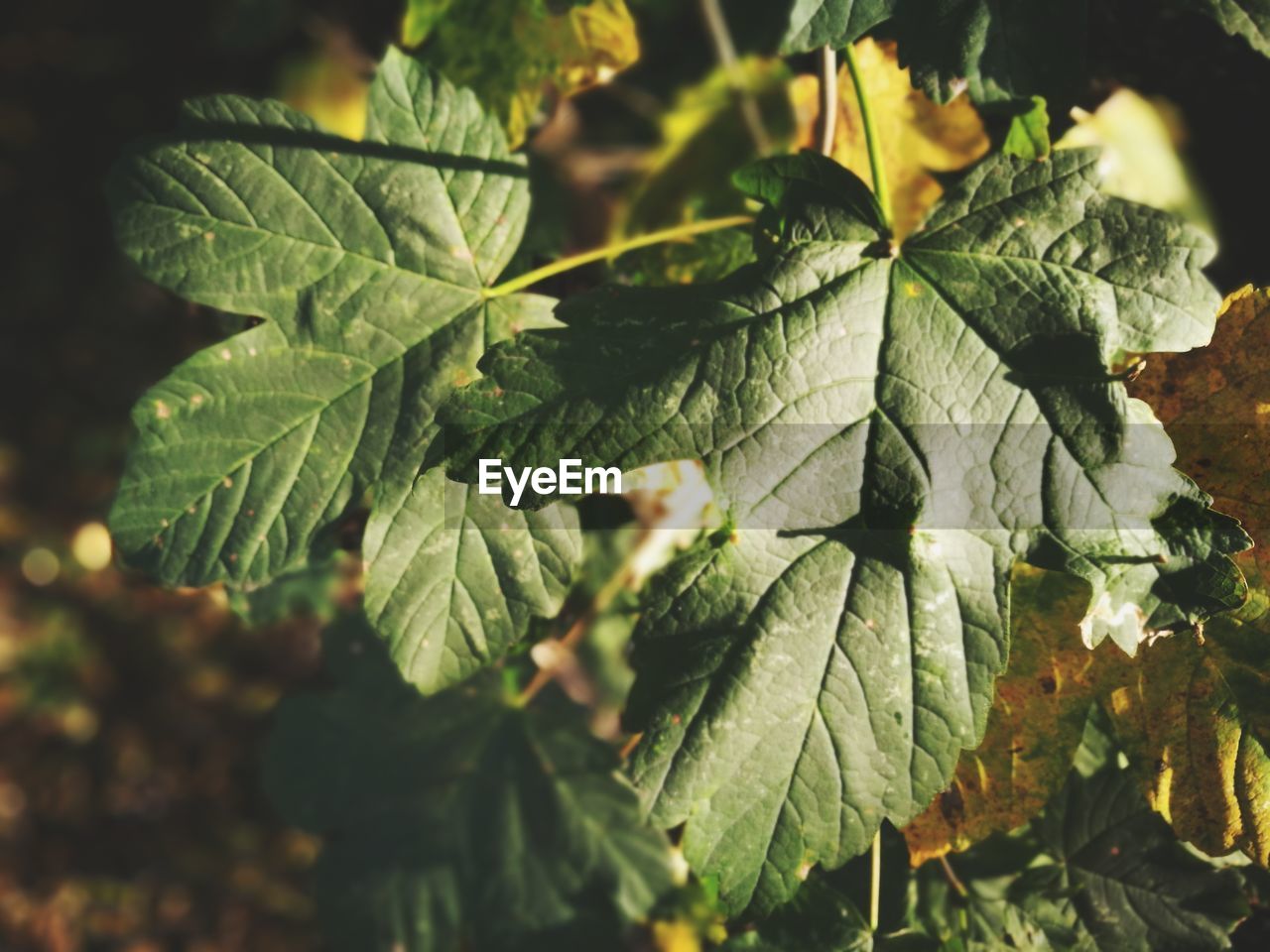 Close-up of green leaves