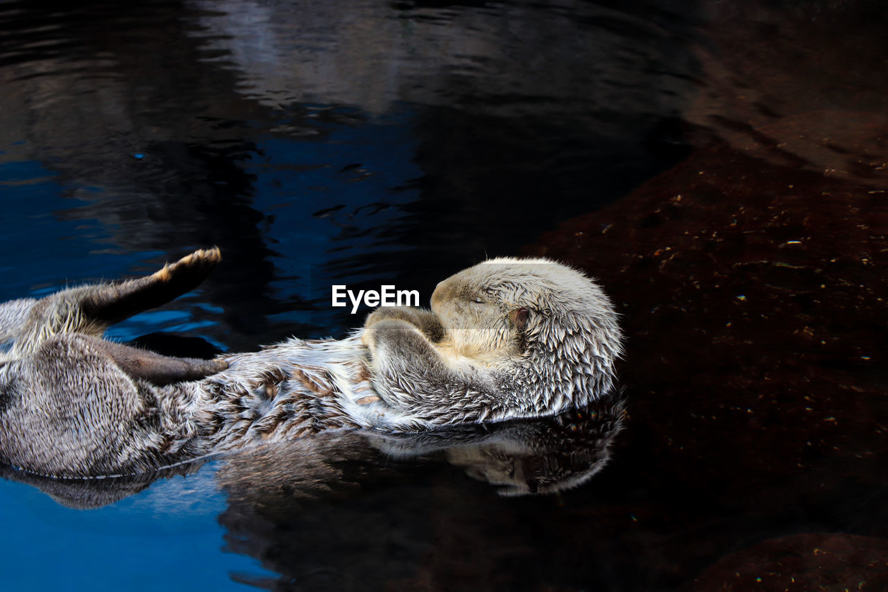 Close-up of duck swimming in water