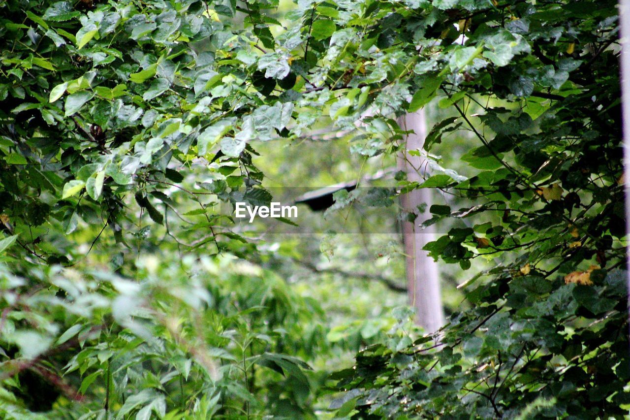 VIEW OF BIRD ON BRANCH