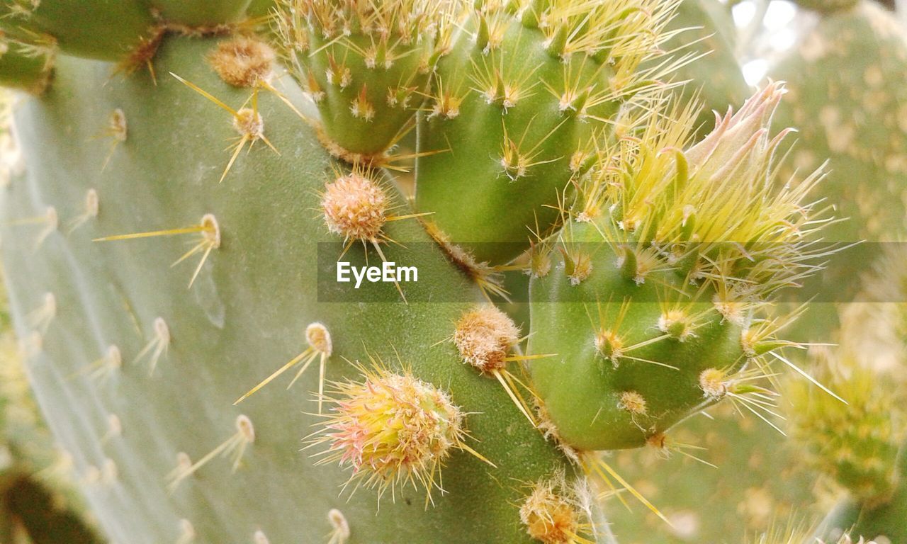 Close-up of cactus with thorns