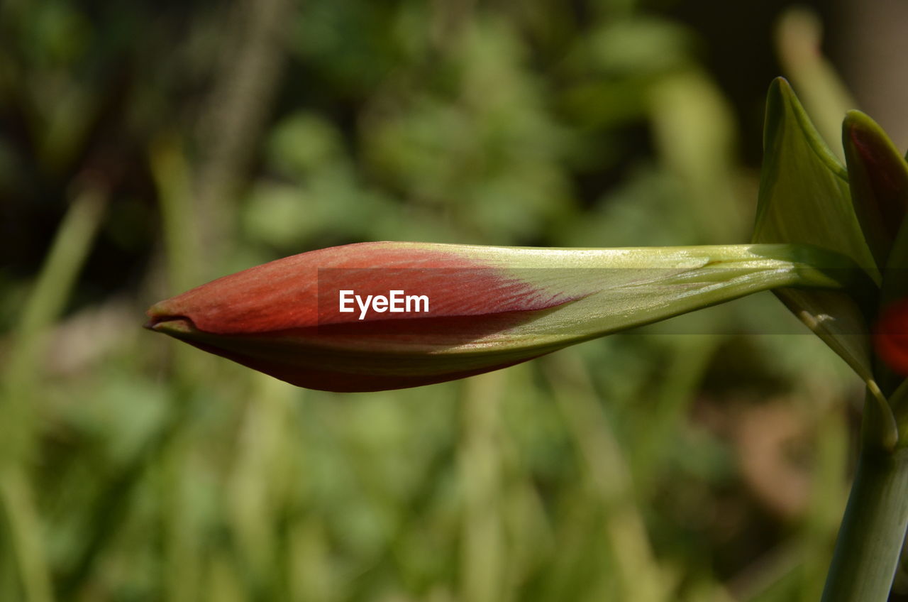 Close-up of red flower bud