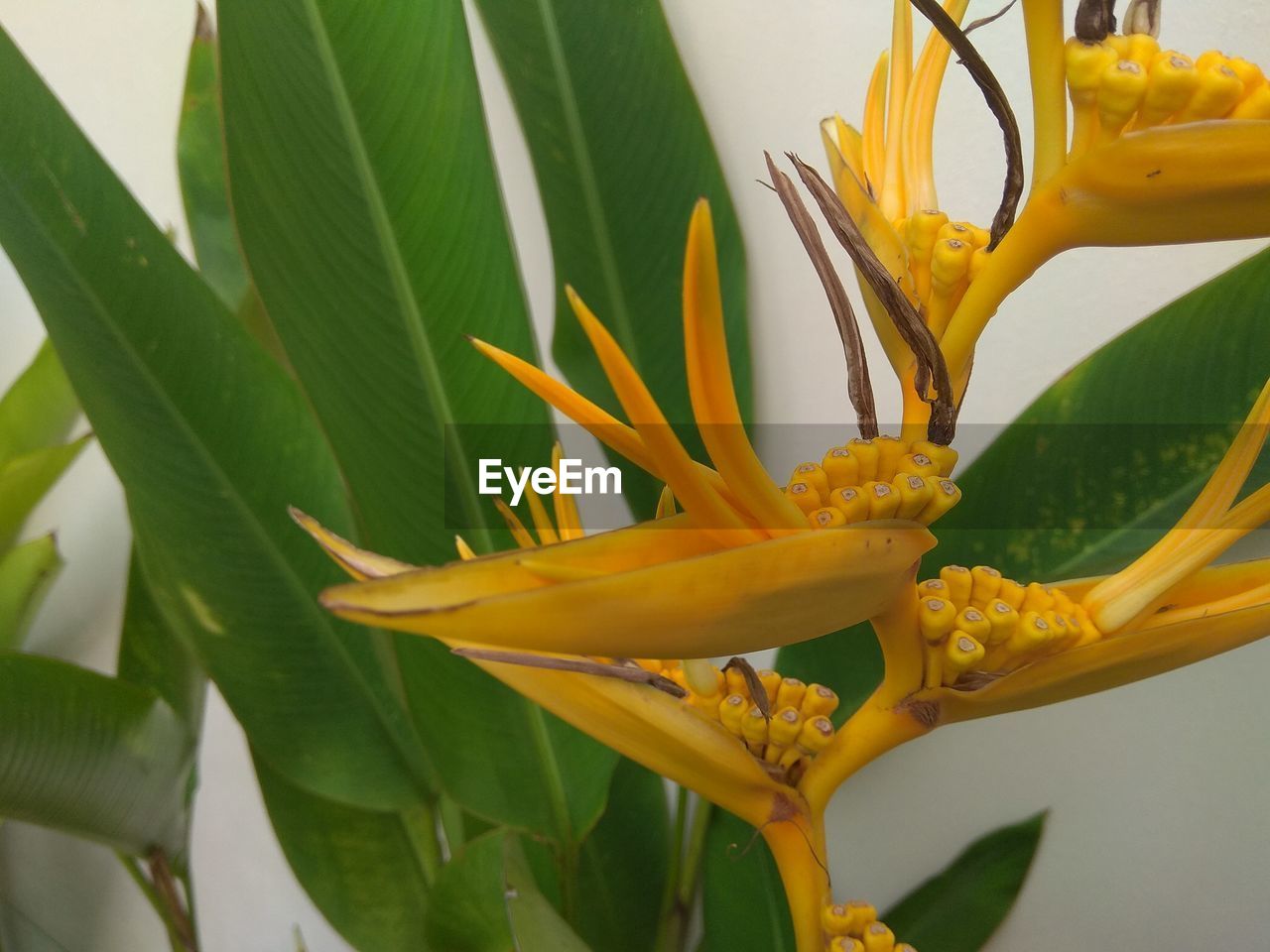 CLOSE-UP OF YELLOW FLOWER PLANT