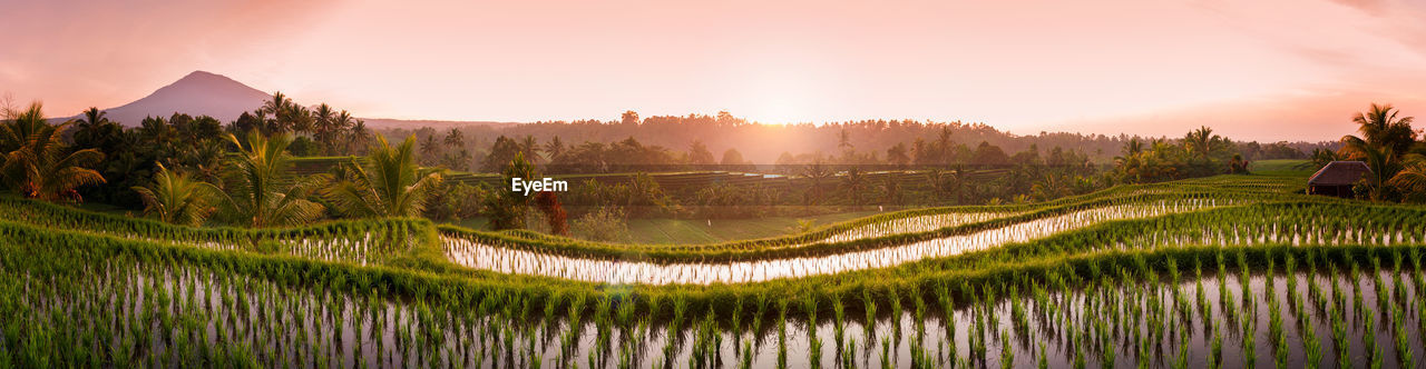 Panoramic view of rice paddy against sky