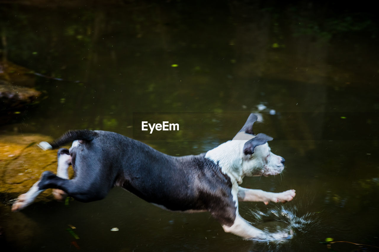 VIEW OF DOG IN LAKE