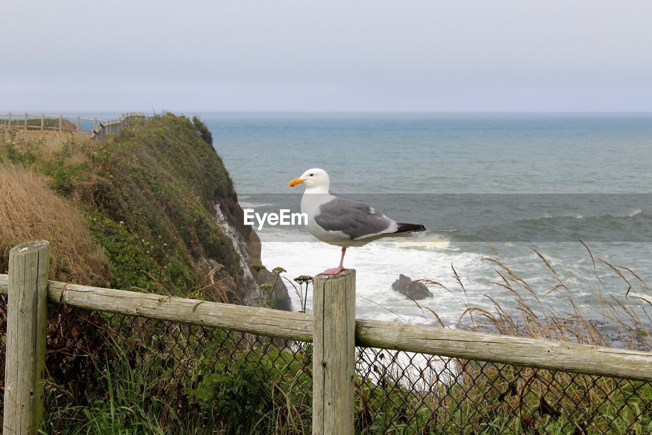 Seagull perching on wooden post by sea against clear sky