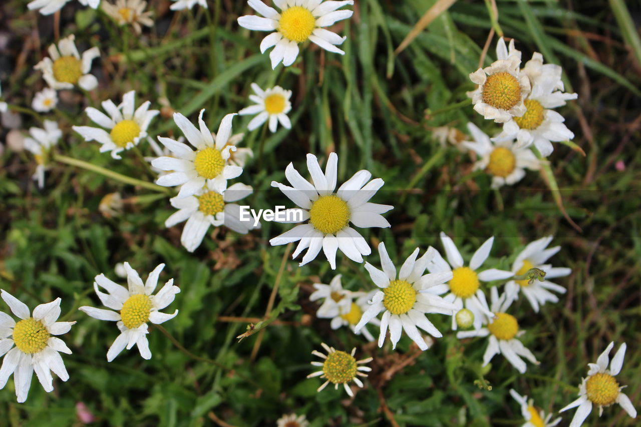 CLOSE-UP OF YELLOW FLOWERS GROWING ON FIELD