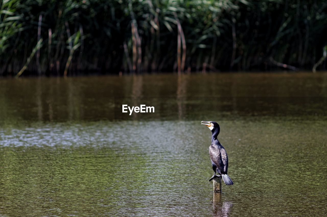 Cormorant perching on wooden post over lake in forest