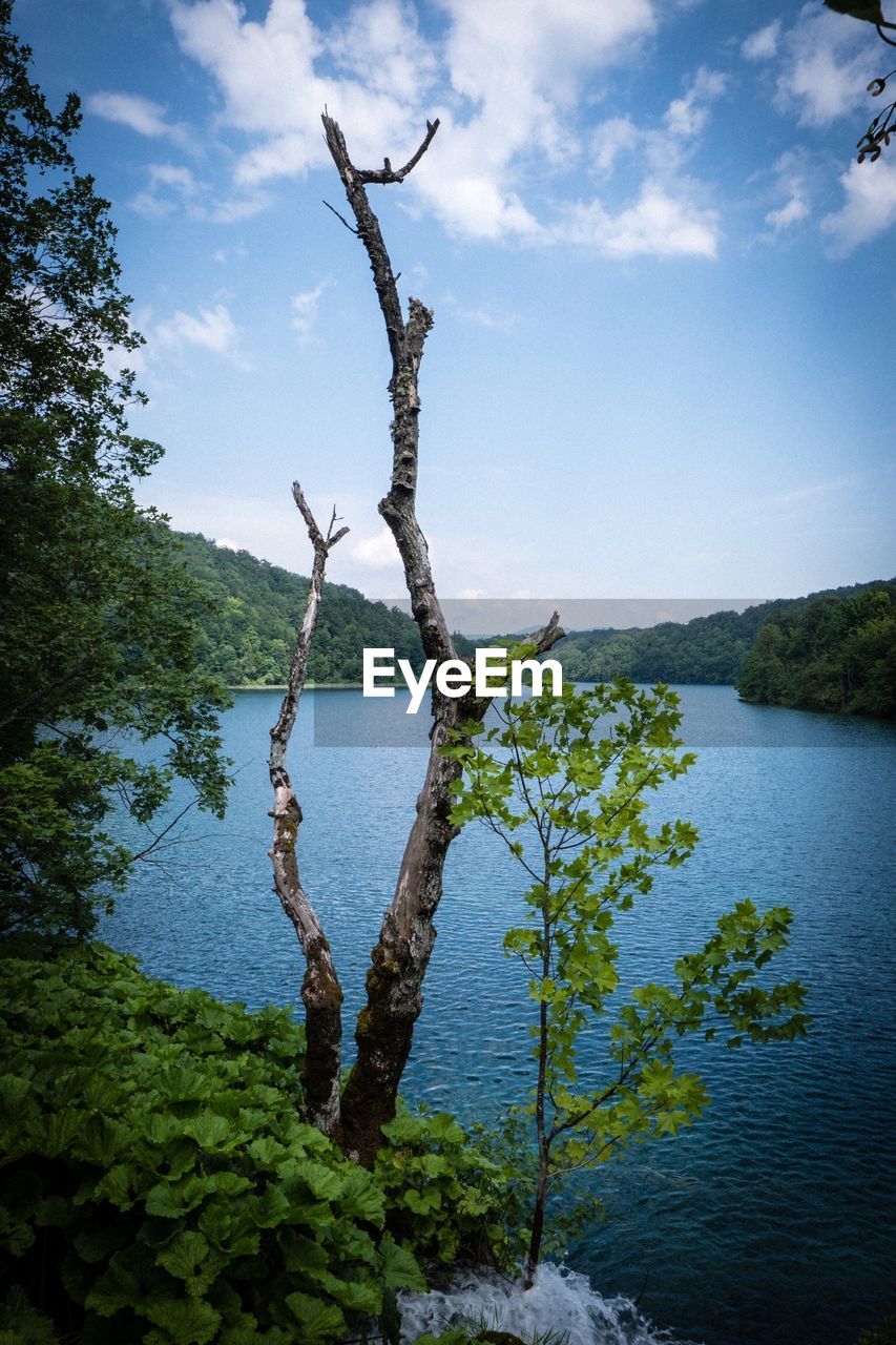VIEW OF TREE BY LAKE AGAINST SKY