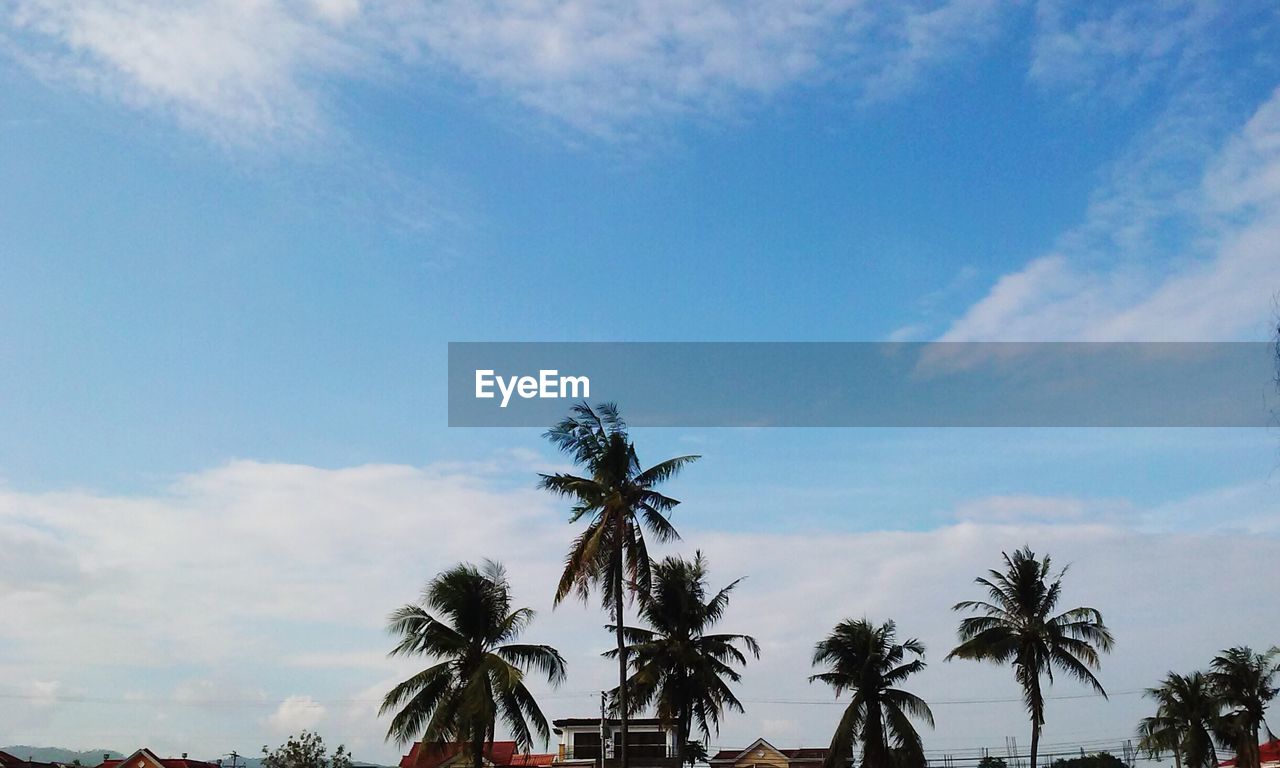 LOW ANGLE VIEW OF PALM TREES AGAINST CLOUDY SKY