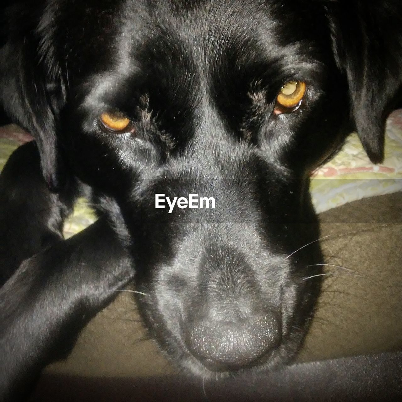 CLOSE-UP PORTRAIT OF BLACK LABRADOR