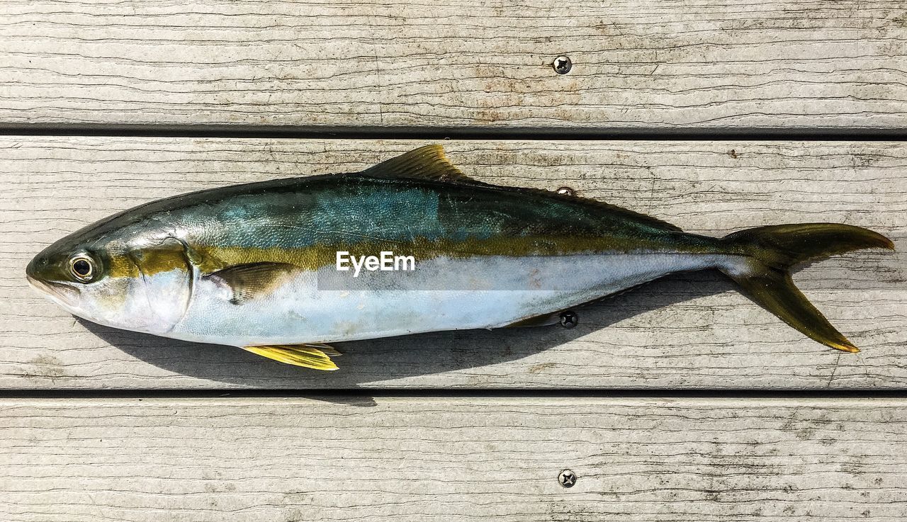 Directly above shot of fish on wooden plank