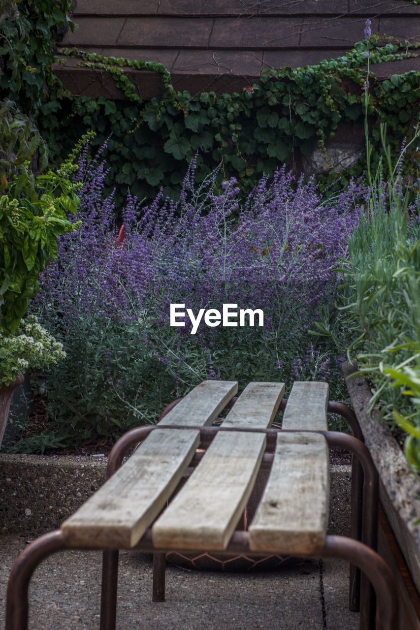 PURPLE FLOWERS ON PLANT OUTDOORS