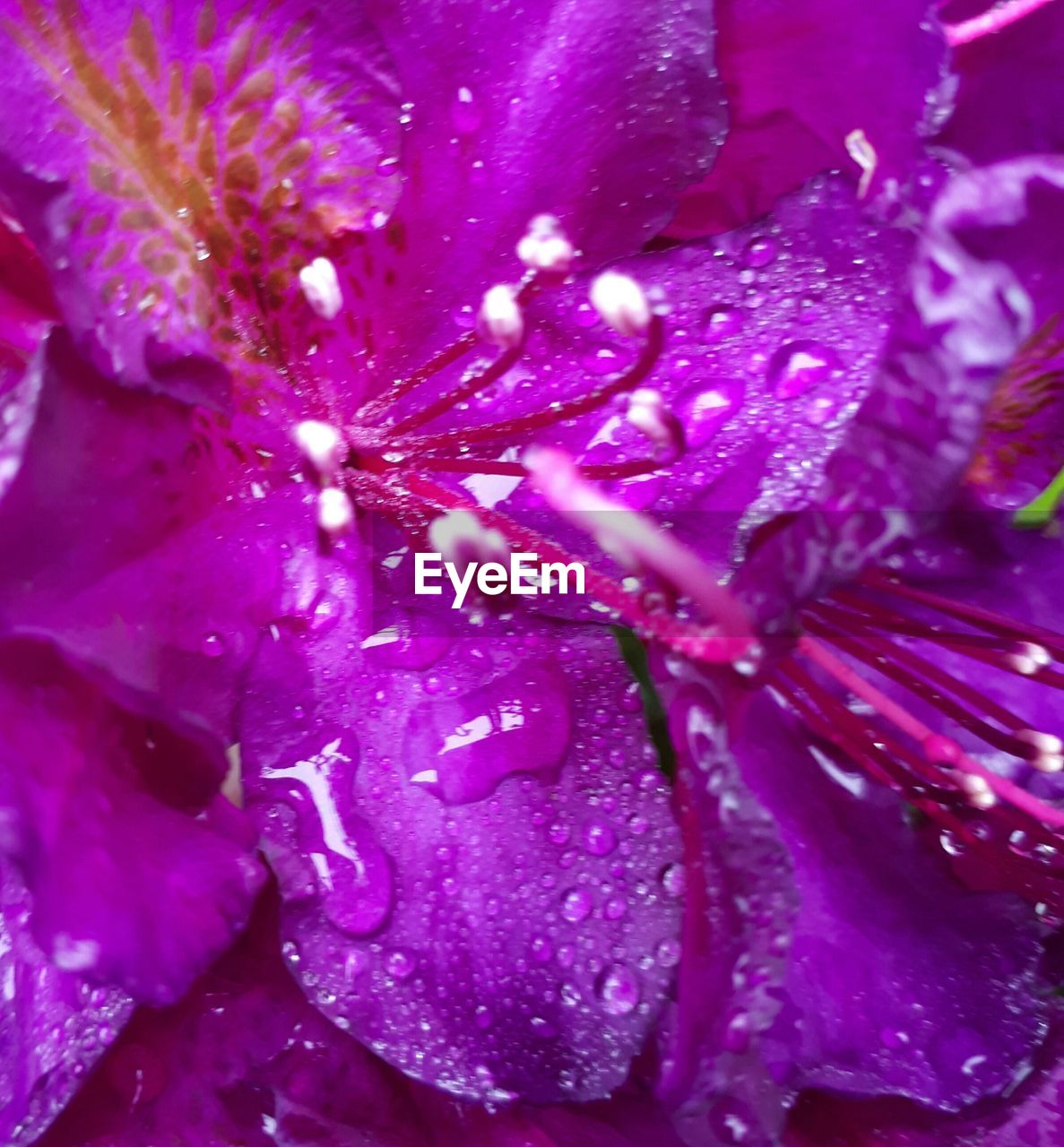 CLOSE-UP OF WATER DROPS ON PURPLE FLOWER