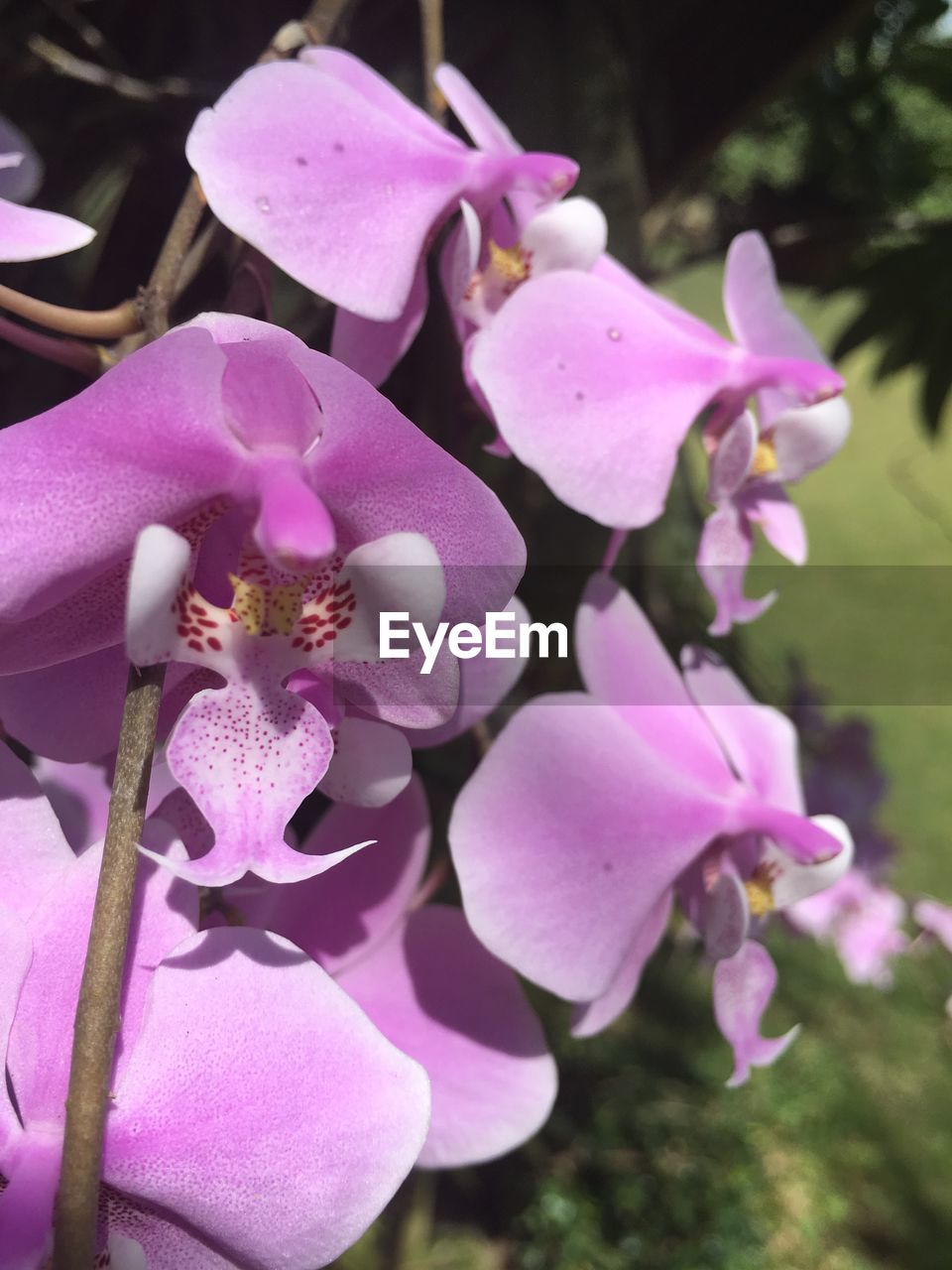 CLOSE-UP OF PURPLE ORCHID