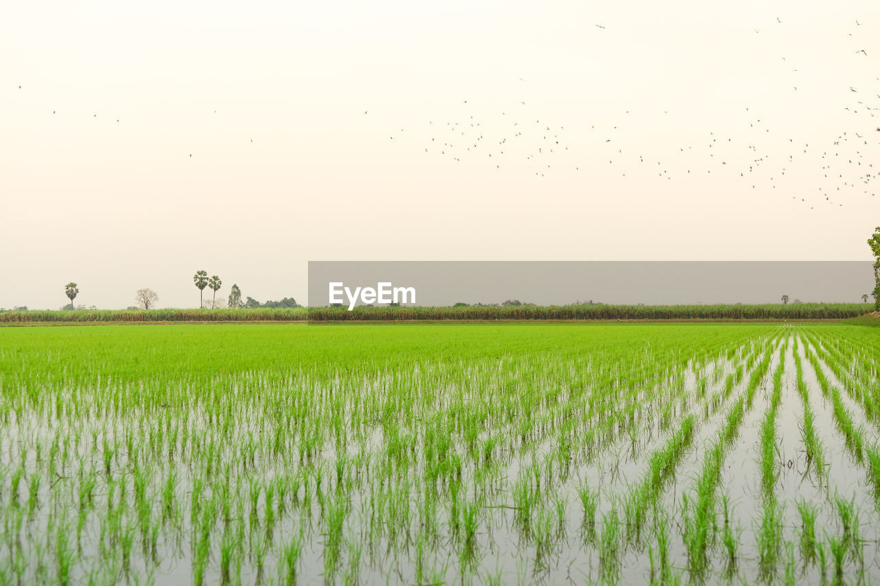 Scenic view of agricultural field against sky