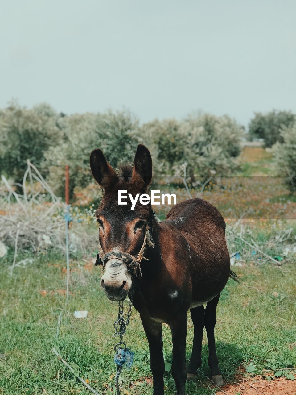 Portrait of a donkey on field