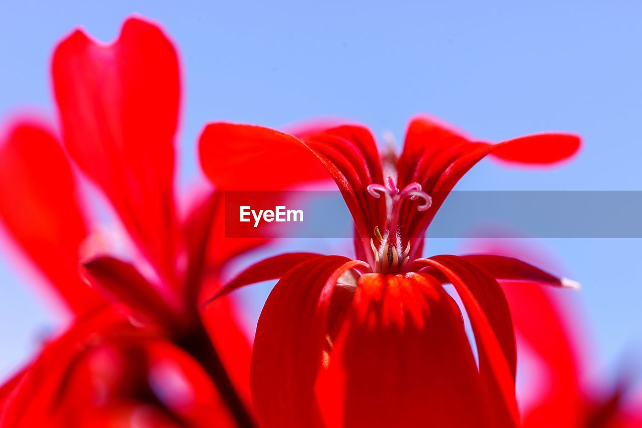 CLOSE-UP OF RED BLUE FLOWER AGAINST WHITE BACKGROUND