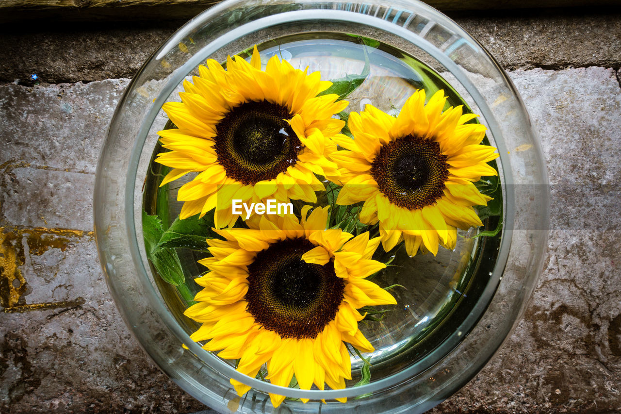 High angle view of sunflowers on yellow flower