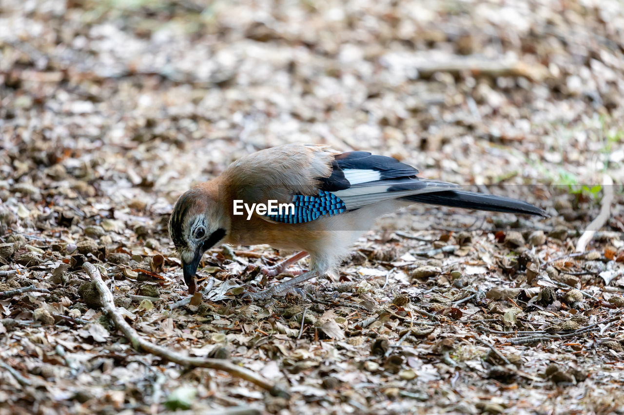 CLOSE-UP OF A BIRD