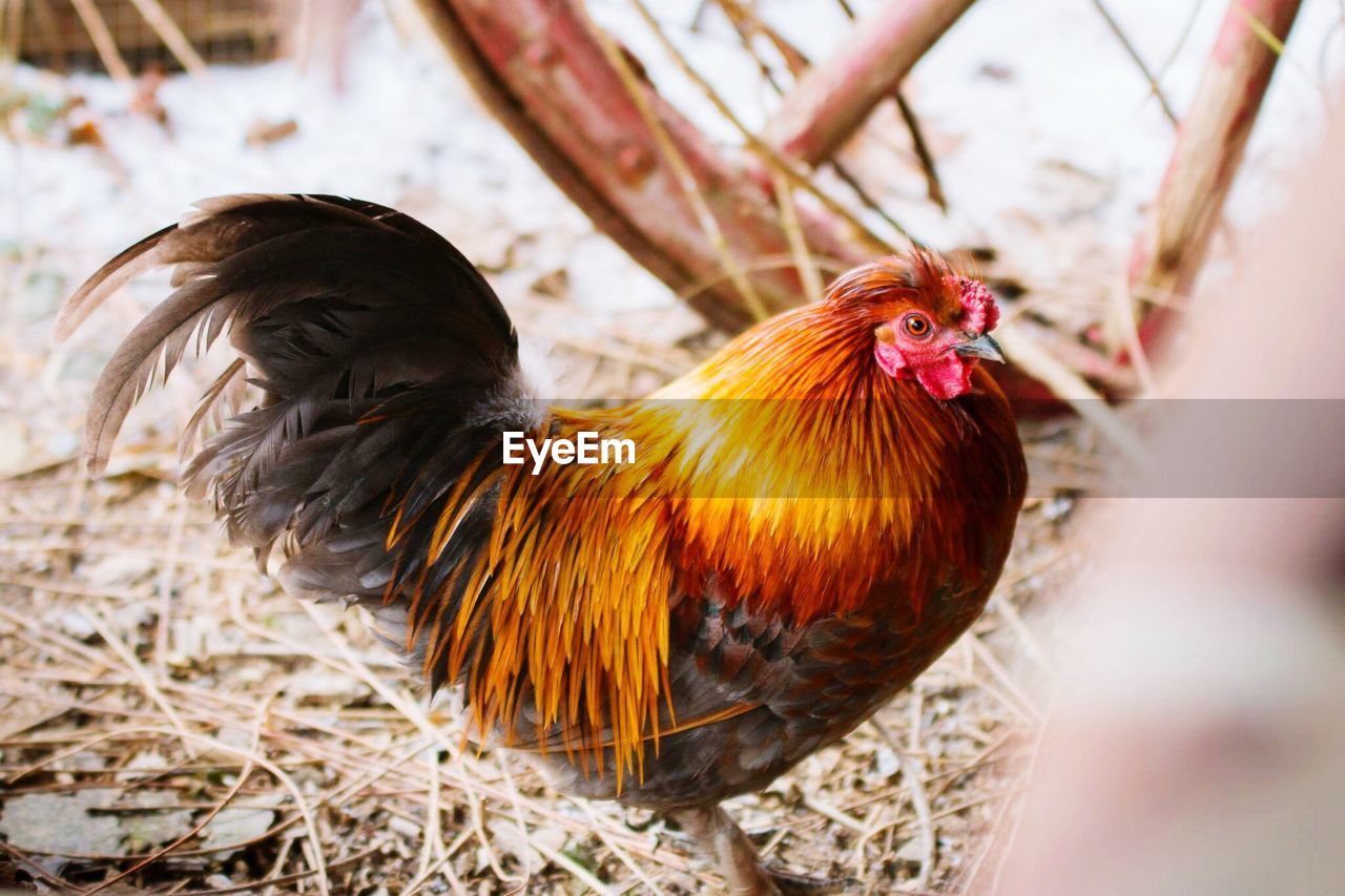 Close-up of rooster