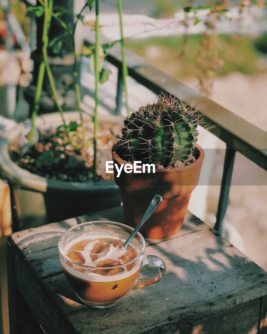 Potted plants on table